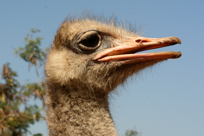 ostrich feathers